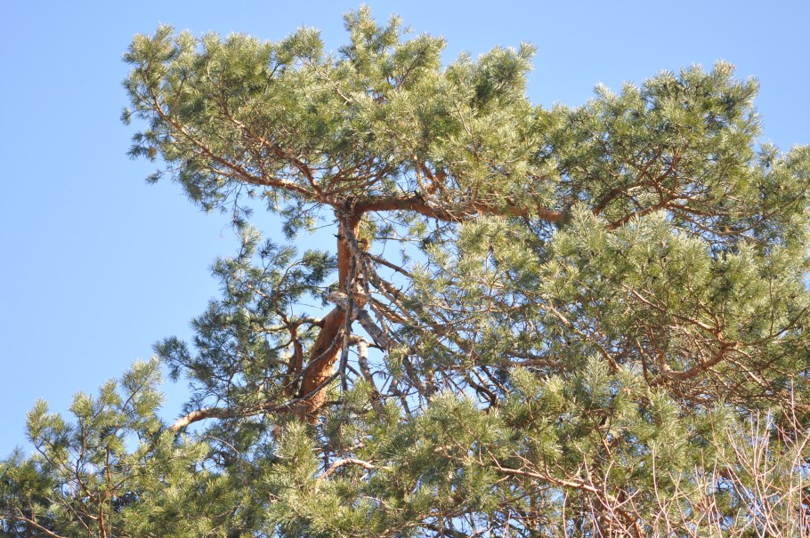 Ель пихта лиственница