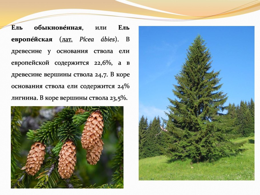 Строение шишек голосеменных растений