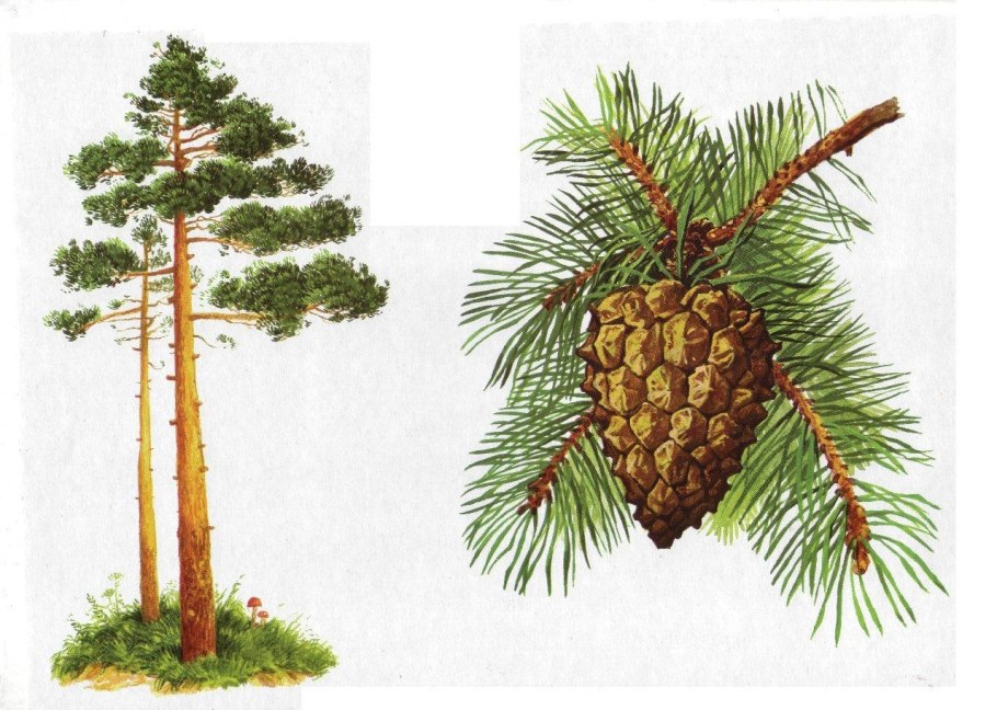 Ветка сосны 5 класс биология