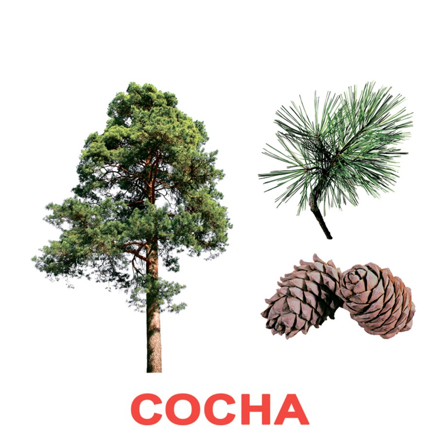 У сосны хвоинки живут