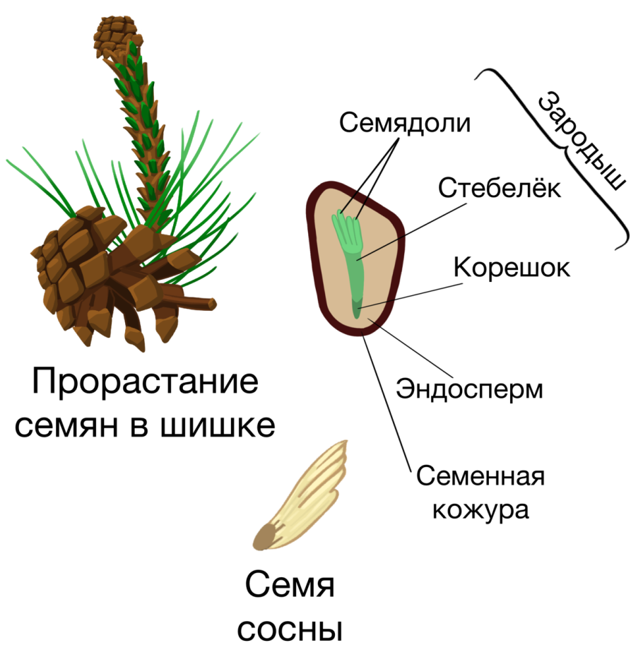 Сосна обыкновенная Pinus Sylvestris