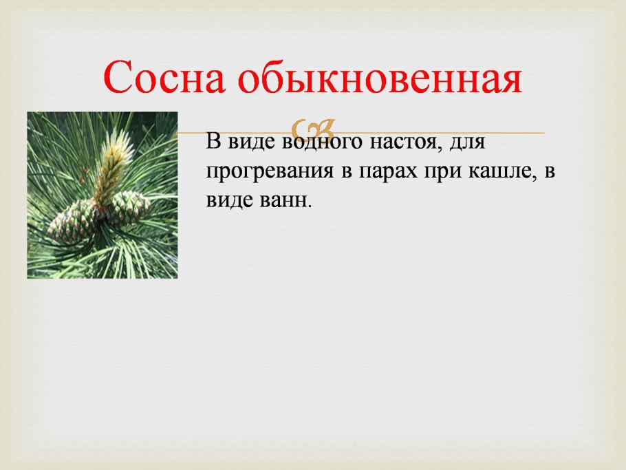 Строение побега сосны