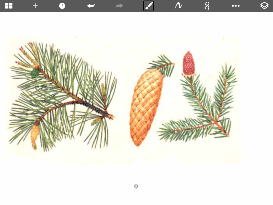 Pinus Sylvestris ветка