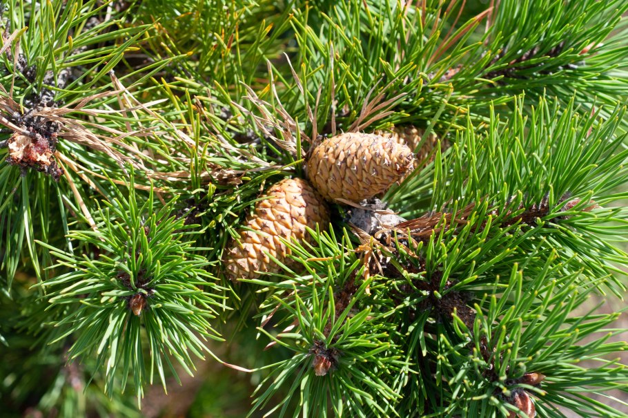 Сосна желтая Pinus Ponderosa