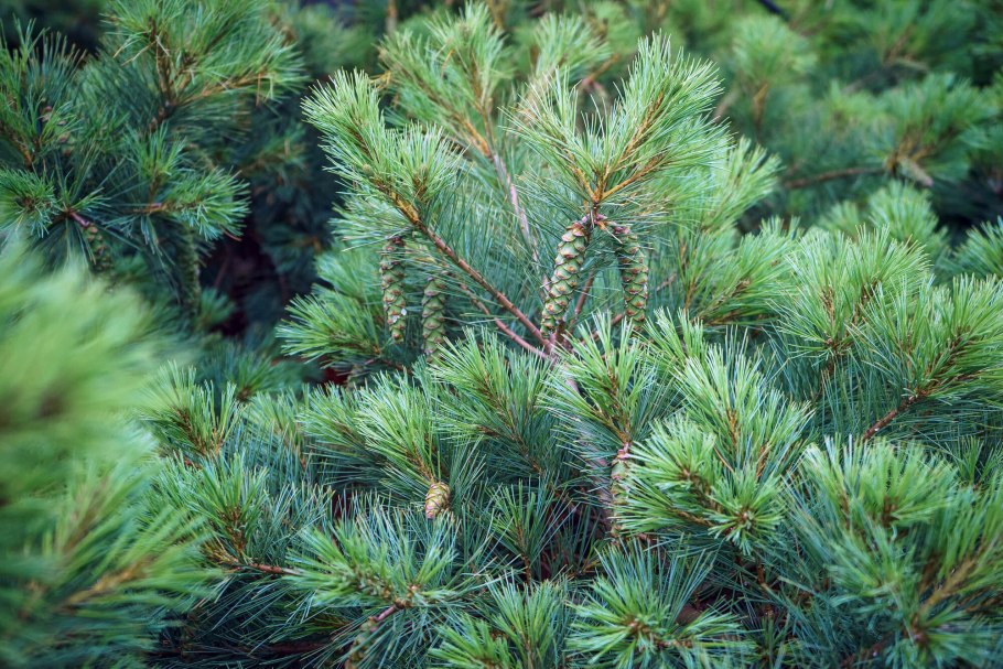 Ель кедр сосна пихта туя