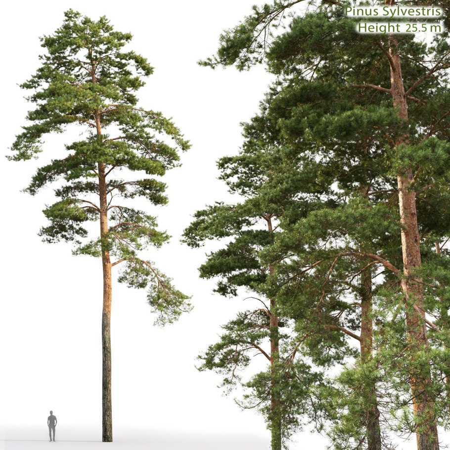 Сосна обыкновенная Ботаническая иллюстрация