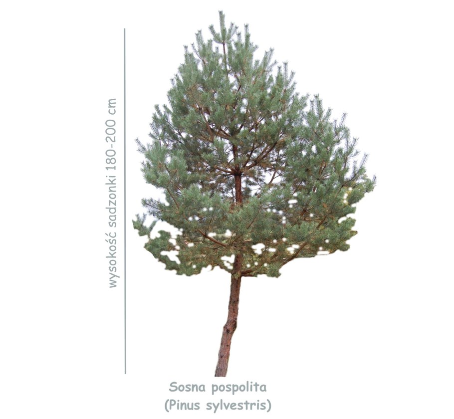 Сосна обыкновенная Pinus Sylvestris