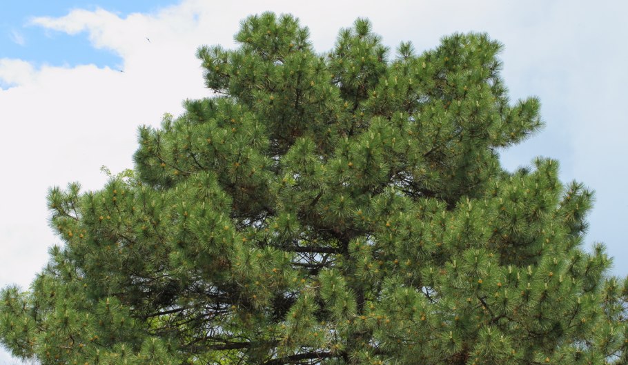 Голосеменные осина