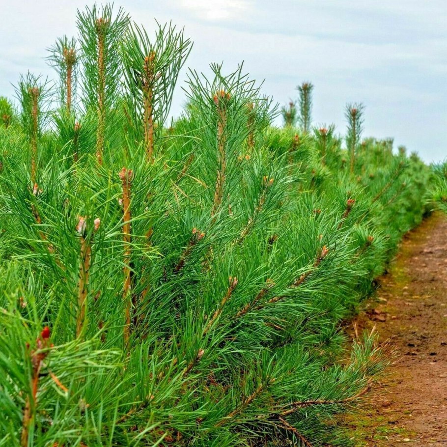 Пыльца пицундской сосны