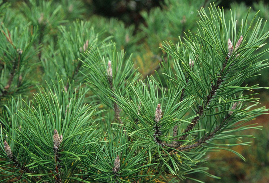 Pinus Sylvestris ареал