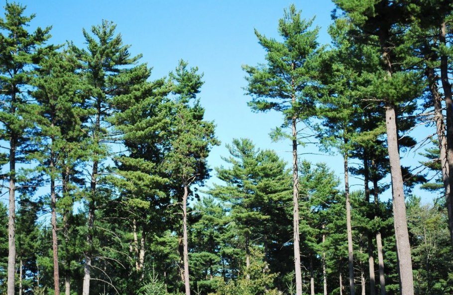 Почки сосны лечебные