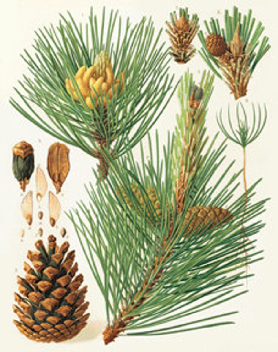 Сосна обыкновенная ботаника