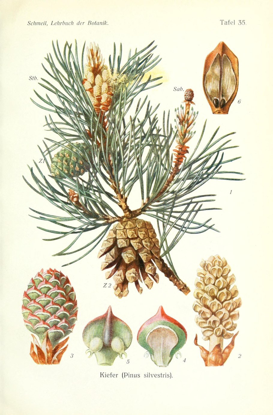 Жизненный цикл голосеменных растений схема