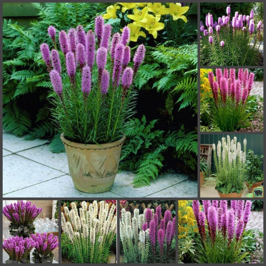 Лиатрис летняя романтика