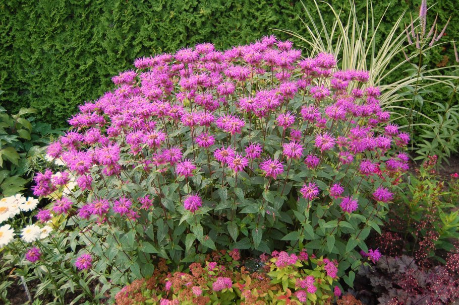 Монарда многолетняя