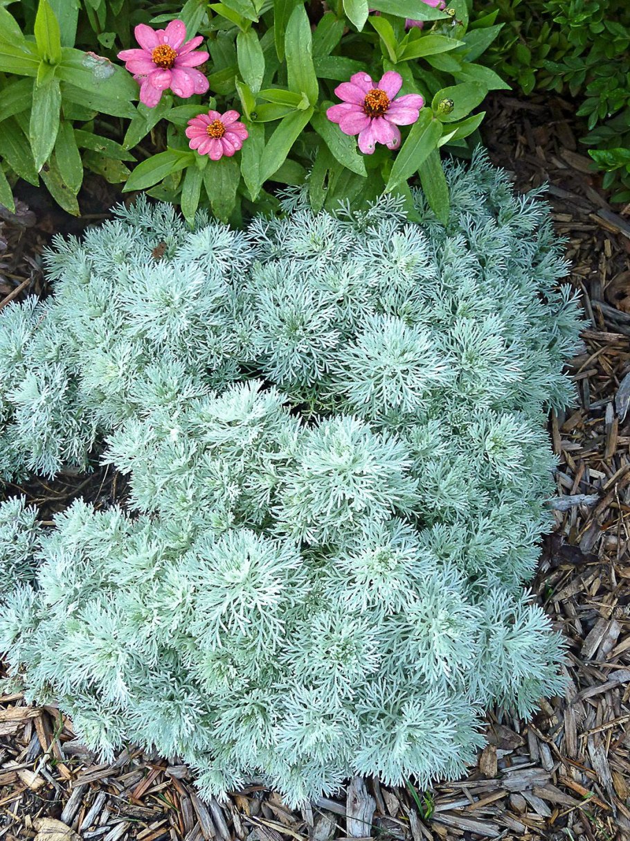 Цветы многолетники почвопокровные Сибирь