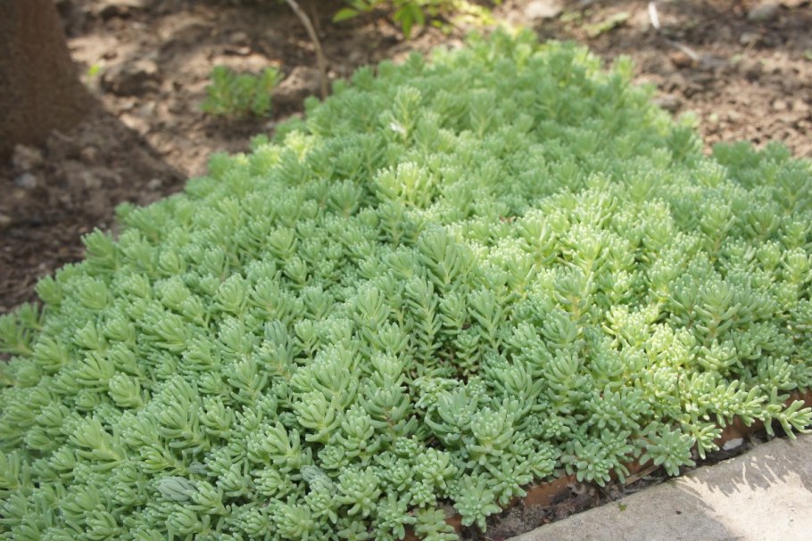 Очиток сизый