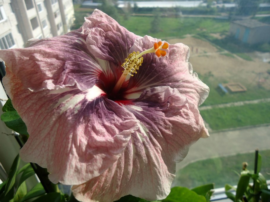 Гибискус Вудбридж