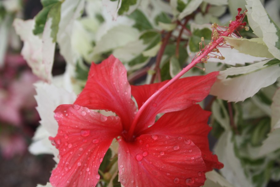 Сортовые гибискусы Килиманджаро