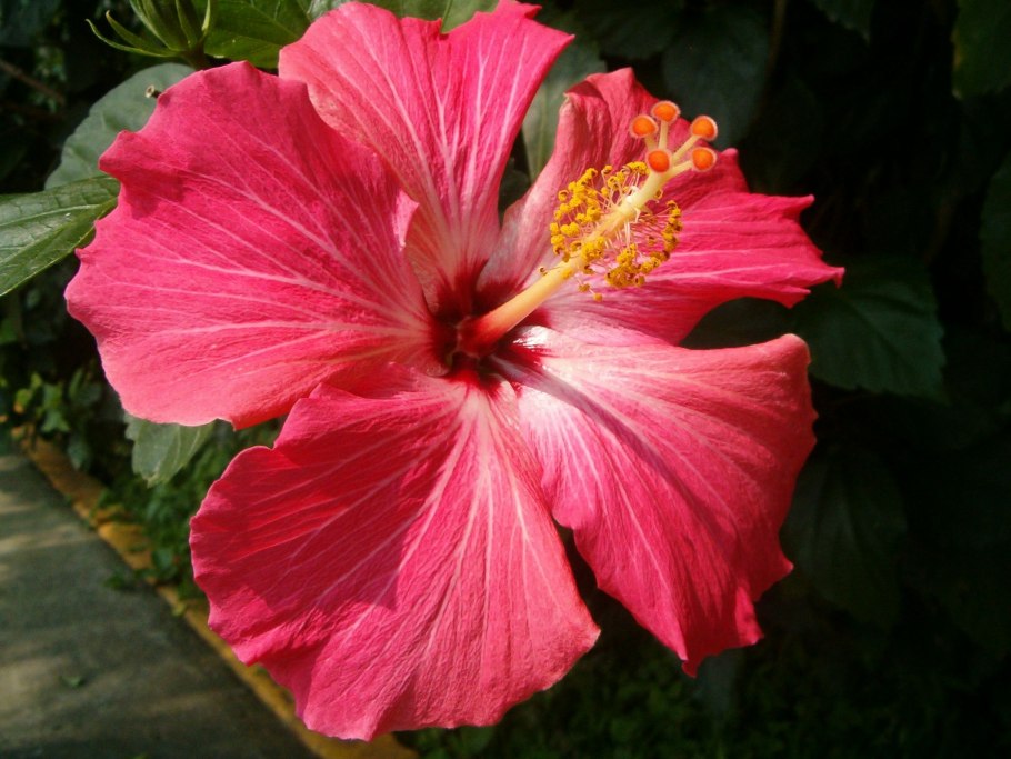 Гибискус syriacus (роза Шарона)