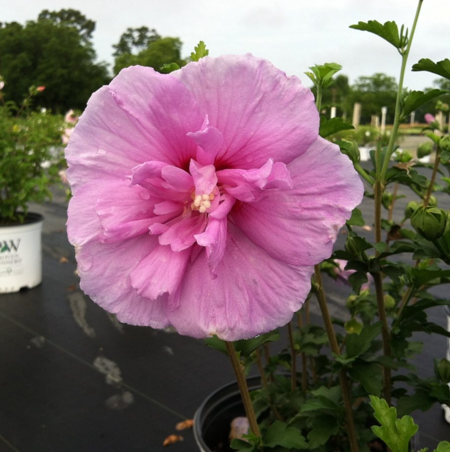 Гибискус Лавендер