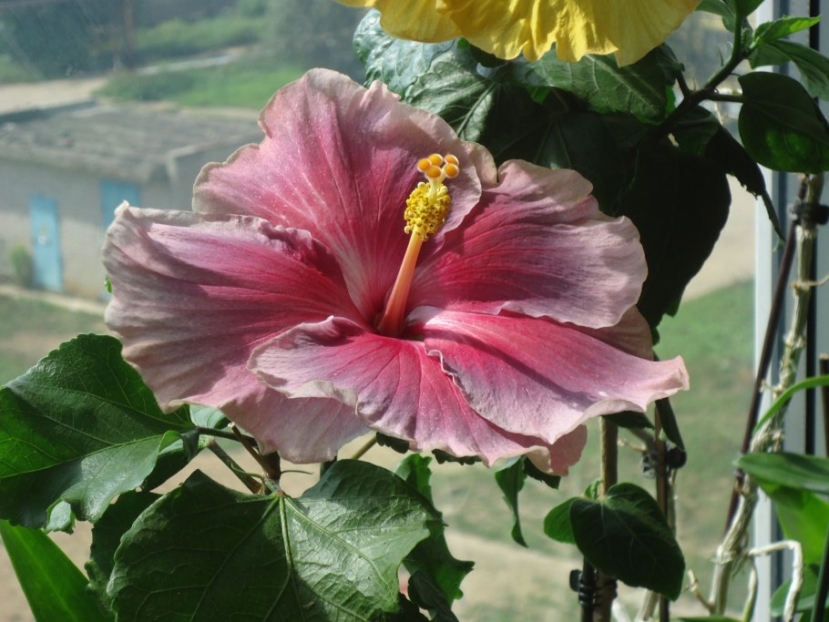 Гибискус гибридный