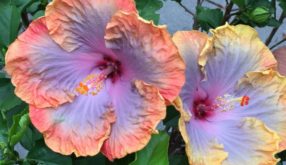 Гибискус Jayella