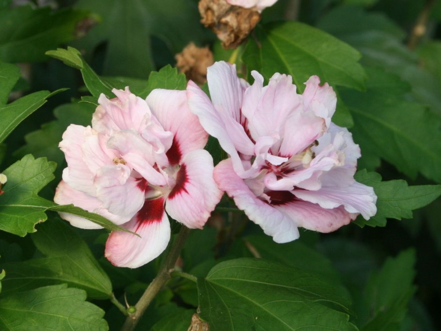 Гибискус Петит оранж