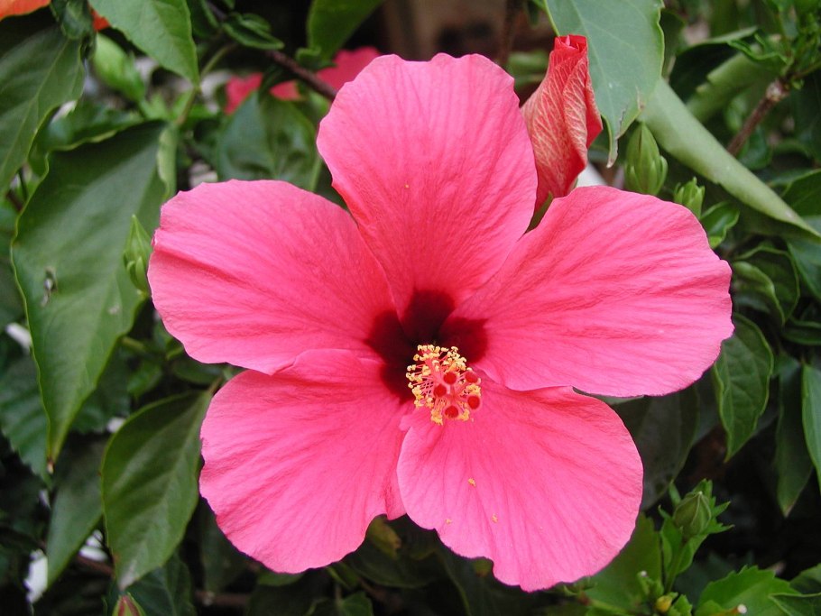 Гибискус standing Ovation