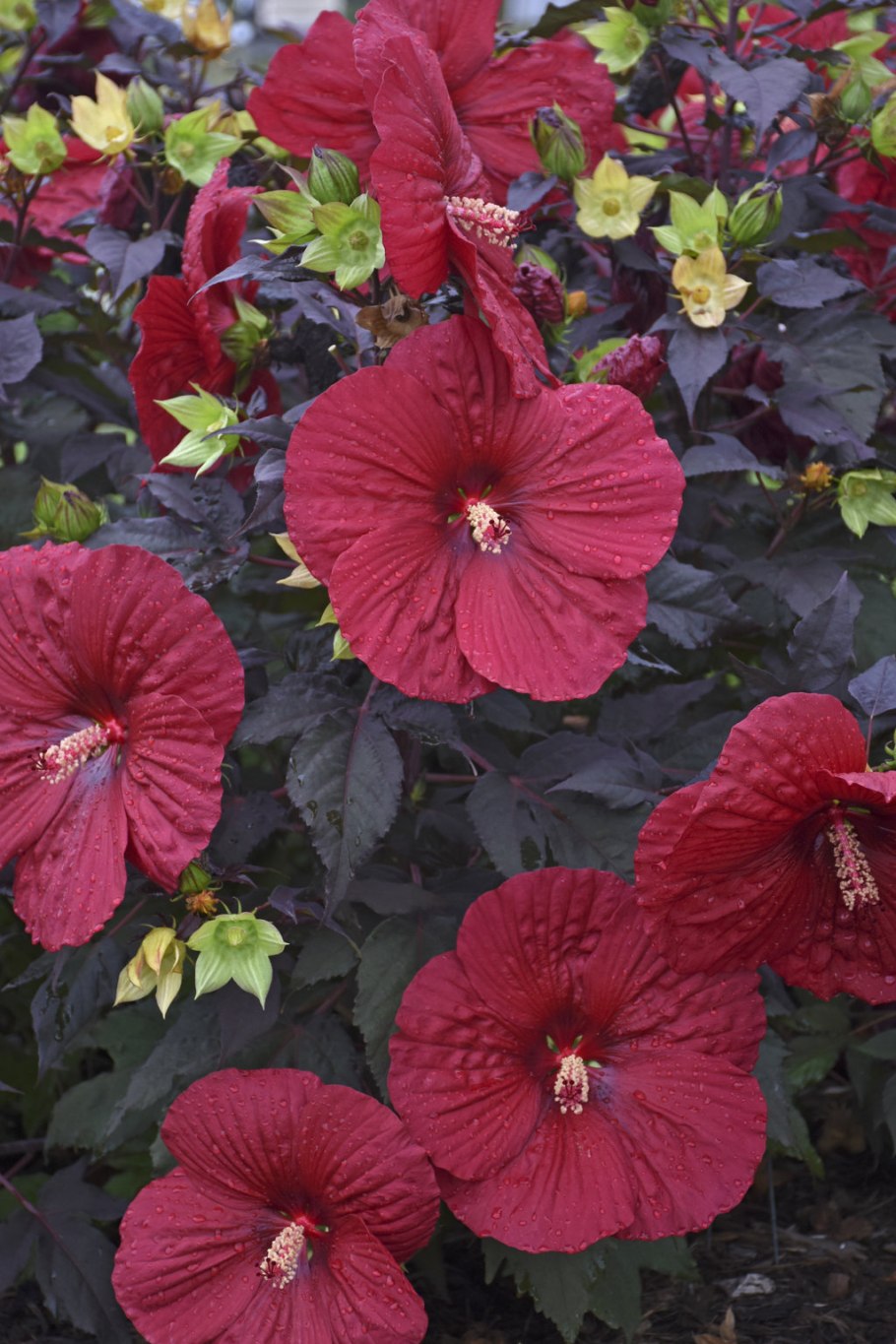 Гибискус Холи Грэйл