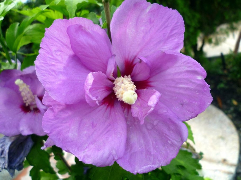 Гибискус Петит оранж