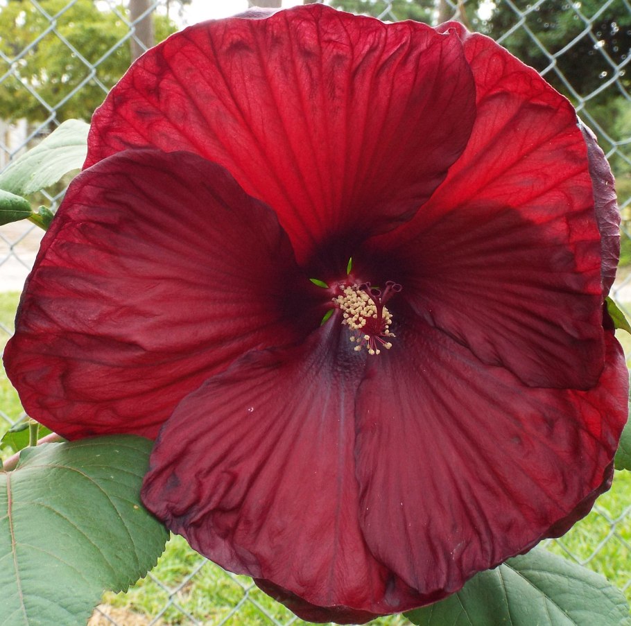 Berrylicious гибискус