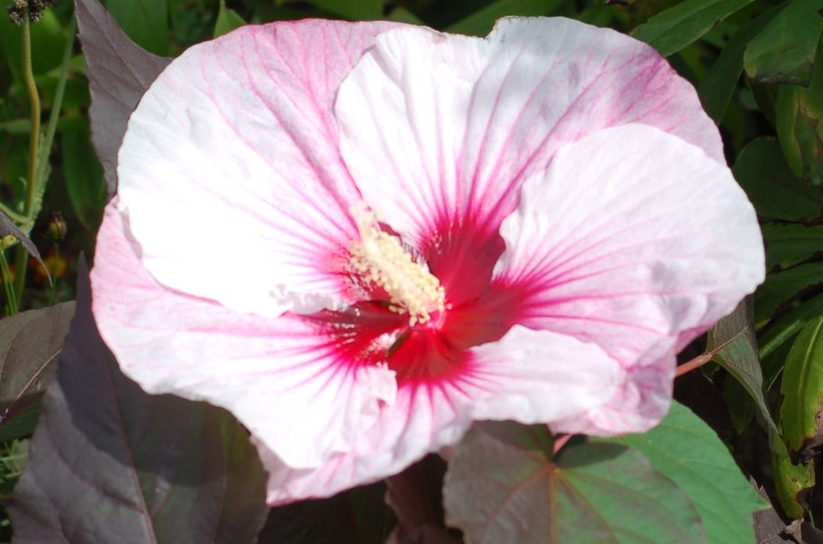 Маргарита гибискус