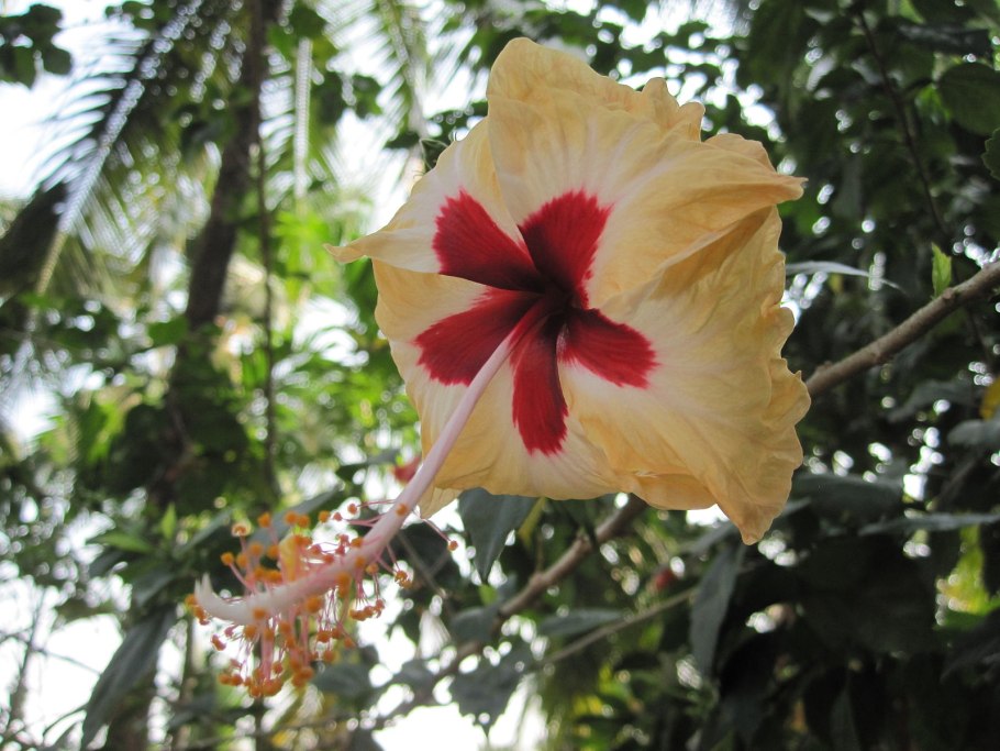 Гибискус Мах. Розовый