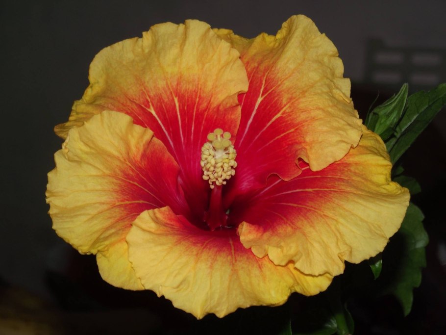 Гибискус Свит Хоней