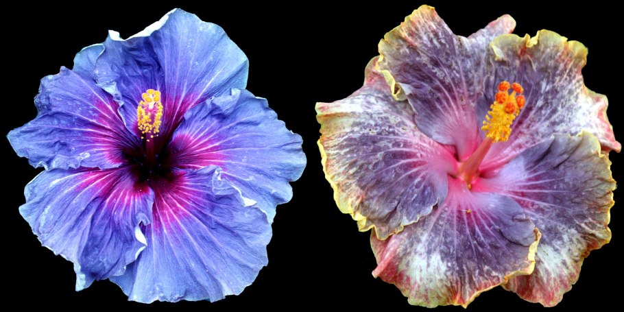 Гибискус Хай Дефинишн