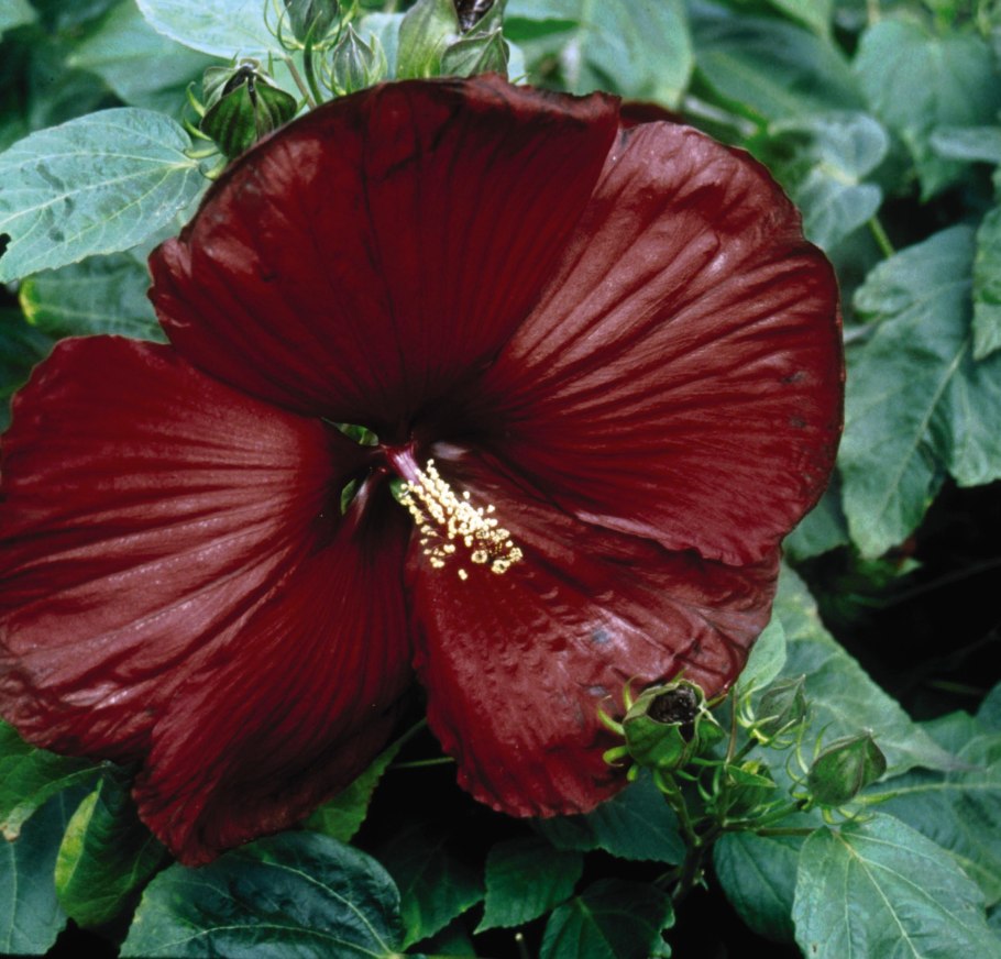 Бургунди вайн гибискус