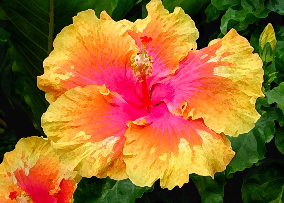 Гибискус Сильвия Гудман