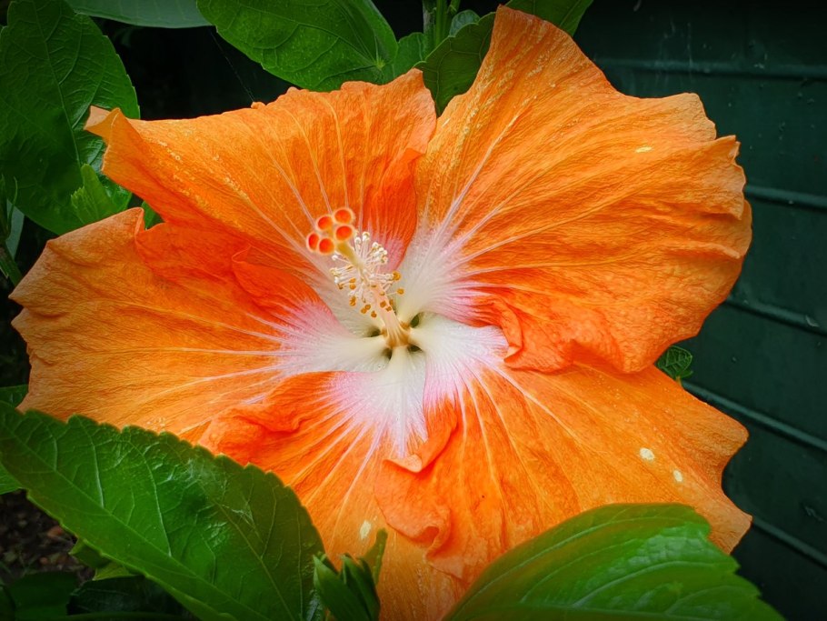 Hibiscus syriacus "Hamabo" - гибискус сирийский