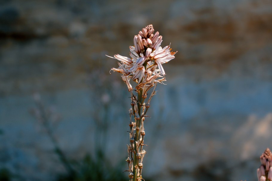 Asphodeline lutea Asphodel