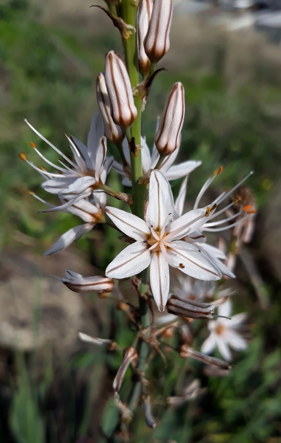Асфоделина Таврическая