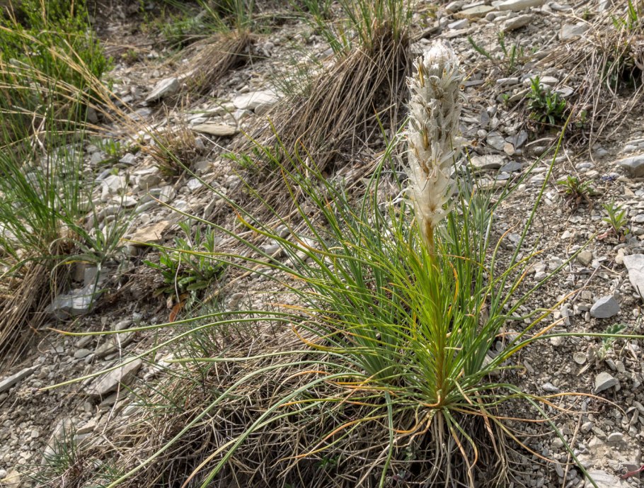 Asphodeline lutea Asphodel