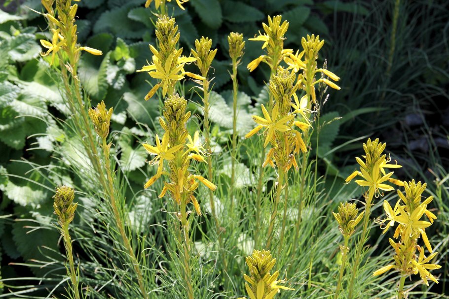 Асфоделина Лютея