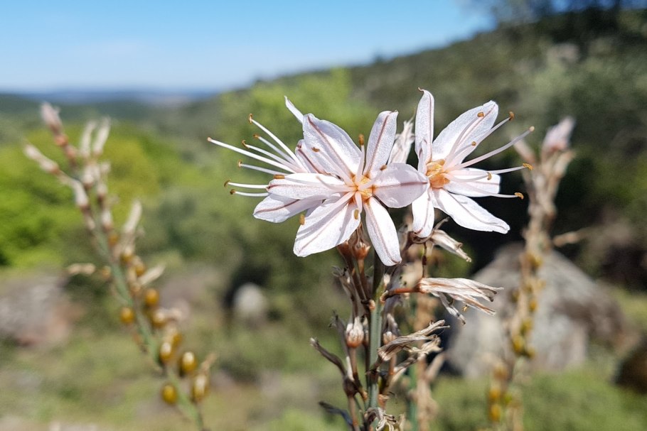 Асфоделина желтая