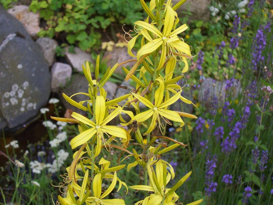 Асфодель цветок смерти