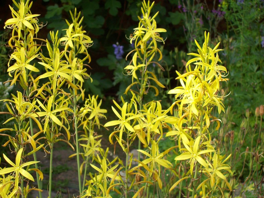 Гарри Поттер Асфодель цветок