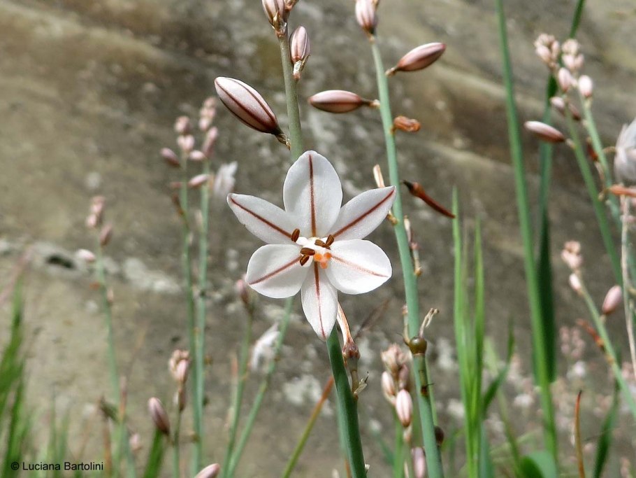 Асфоделина тонкая