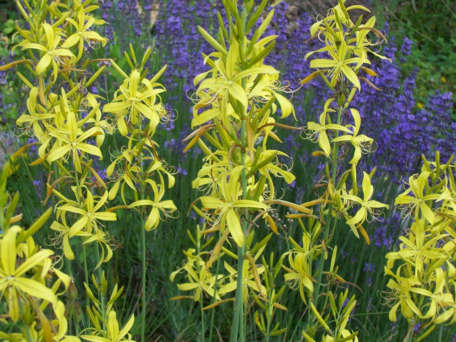 Асфоделина тонкая