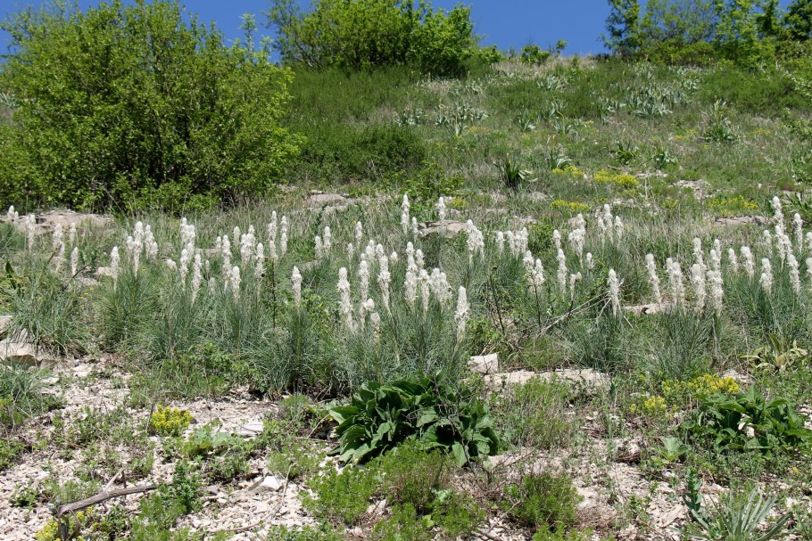 Асфоделина белая