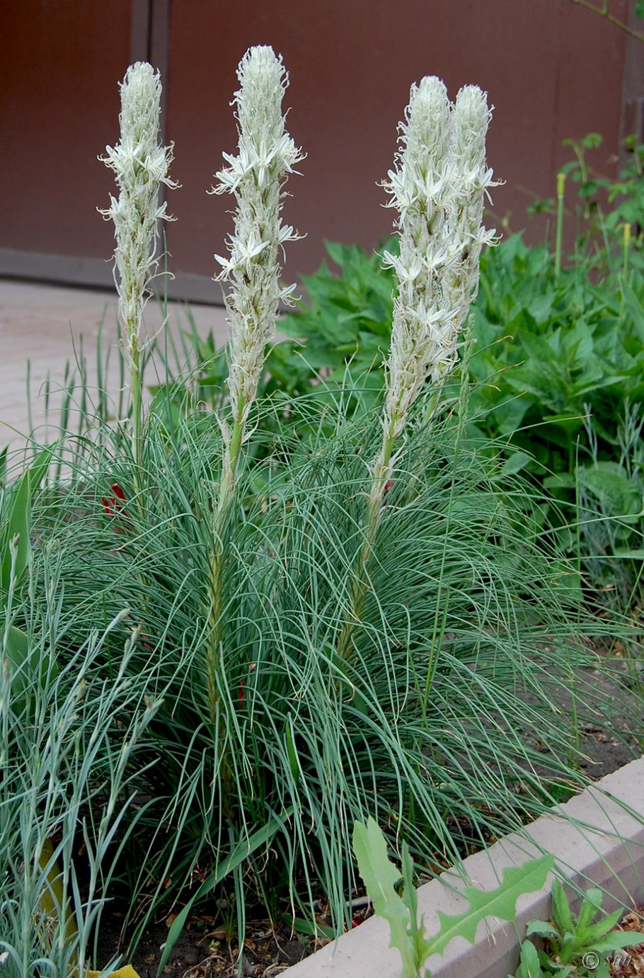 Асфоделина Крымская желтая